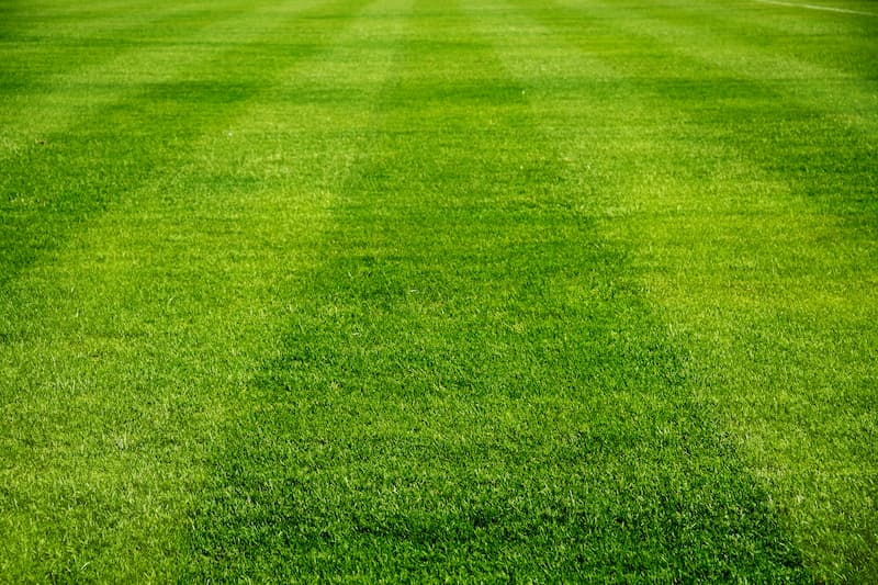 Common Turf Problems And How Our Professional Care Can Solve Them