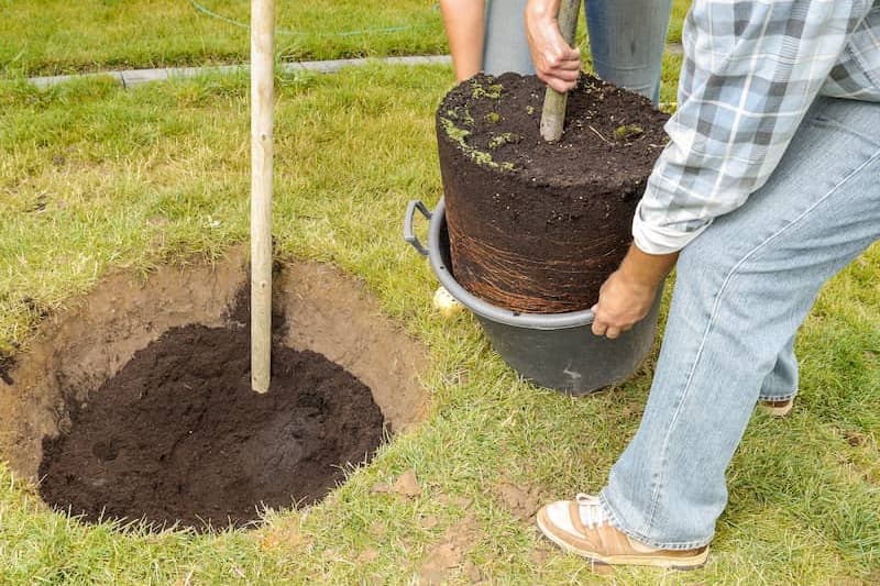 Plant Installation