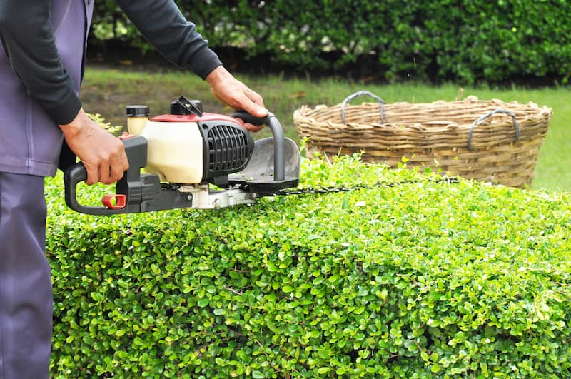 Shrub Pruning